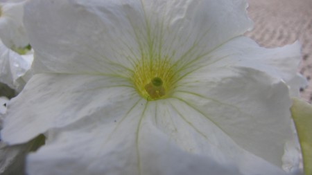 TERAPIA FLORAL